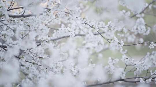 洛阳春天植物发芽开花勃勃生机