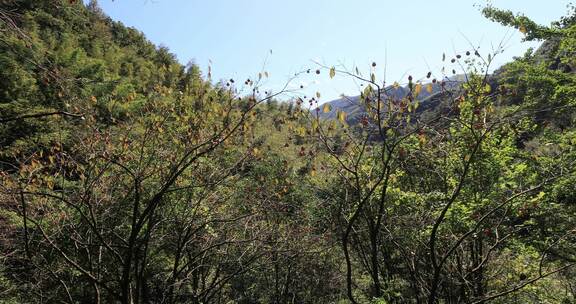 山村柿子成熟了