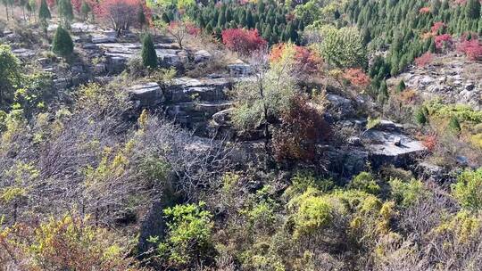 济南捎近村，秋天满山红叶成近郊游