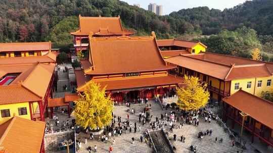 湖南长沙网红古寺庙洗心禅寺银杏唯美