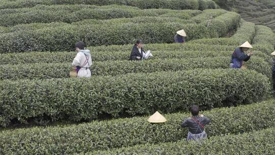 茶茶叶红茶艺采茶泡茶红茶山春茶道茶园农业