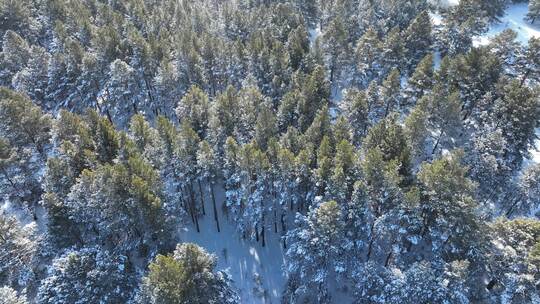 下雪时的林海雪原樟子松松林视频素材模板下载