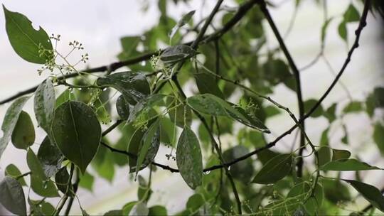 雨后的树木