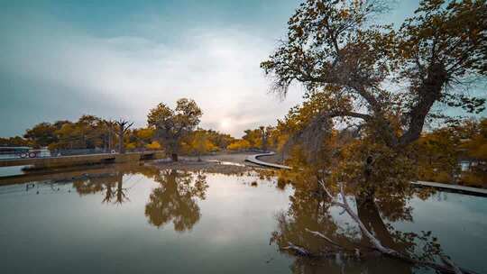 额济纳胡杨林小火车内蒙古风景秋天胡杨