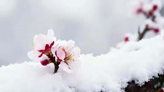 覆雪绽放的粉色花朵特写