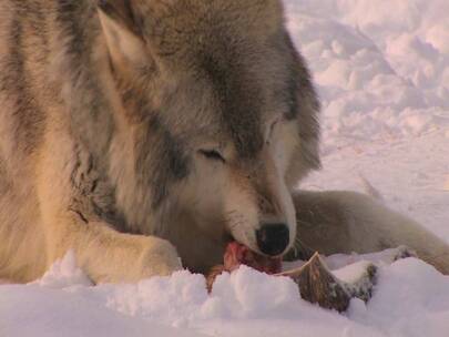 一头狼在雪地里啃食骨头视频素材模板下载