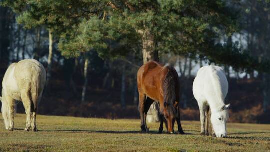 马群在草地上吃食