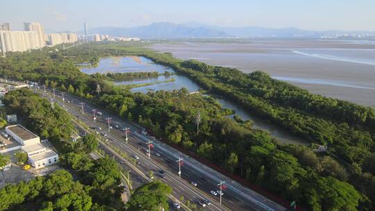 红树林 福田红树林 滨海大道