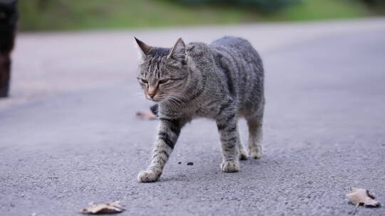 虎斑猫走在公园的路上