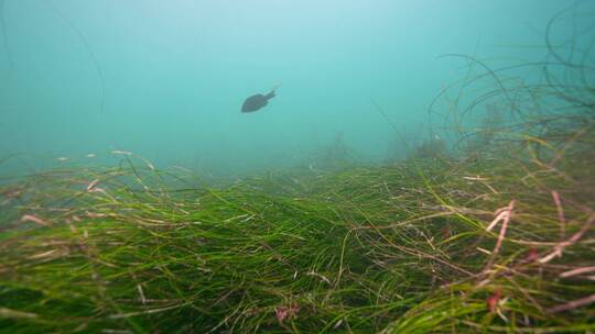 海底海草鱼类海洋生物