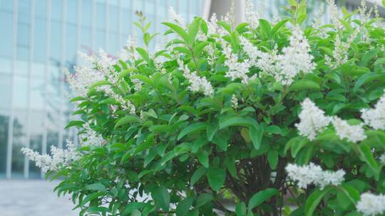 城市景观和花朵