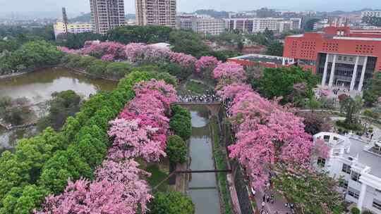 中国广东省广州市从化区华软异木棉