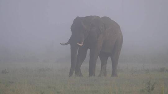 大象在雾蒙蒙的稀树大草原上吃草