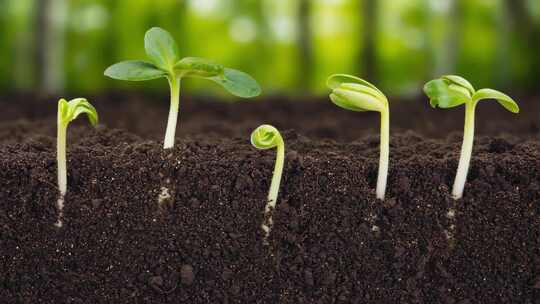 土壤中幼苗生长画面