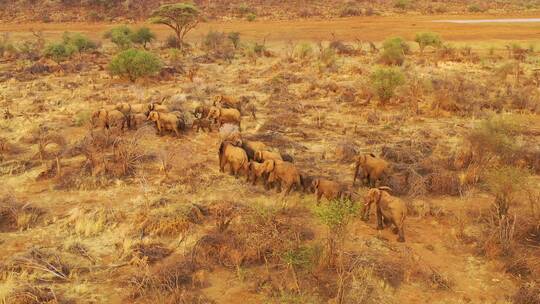 航拍穿过非洲灌木丛和大草原的象