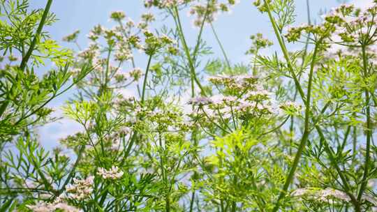 晴天微风吹拂香菜花蜜蜂采蜜