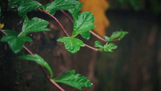 植物抽芽发芽花春雷春雨春天绿2545