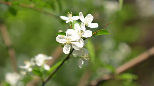 绿色背景下树枝上盛开的白色花朵