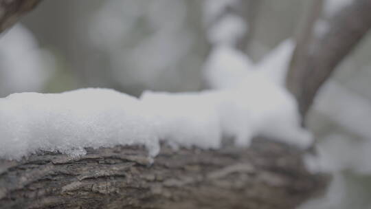 北京雪景 北京下雪