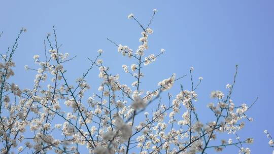 仰拍樱花