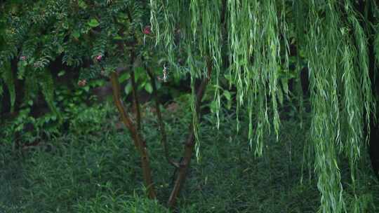 暴雨天雨滴落在柳树叶子上