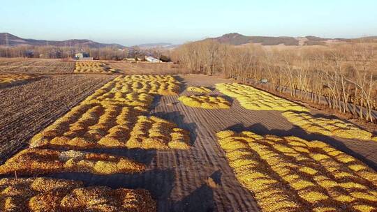 东北秋天铺满玉米的大地村庄视频素材模板下载