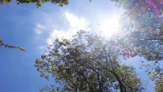 夏天阳光穿过树林唯美风景视频素材