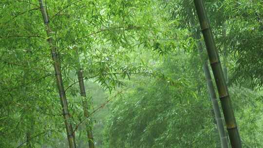 竹海竹叶沉浸式雨天滴水的竹林