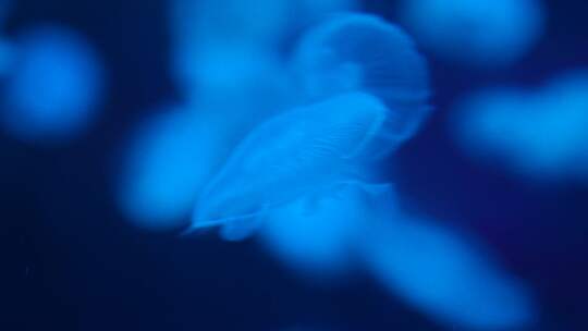 海洋生物水母游动