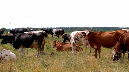 一群牛站在乡下