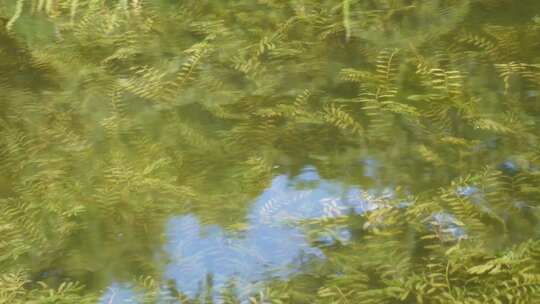 鱼苗小鱼野生鱼类麦穗鱼池塘水沟水下水草