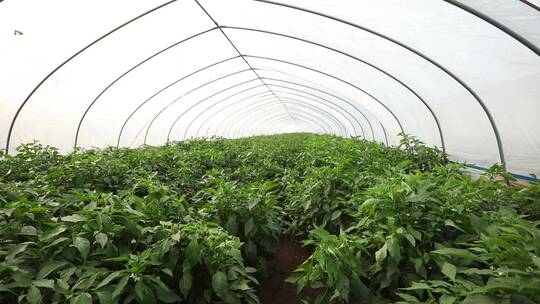 农业高清蔬菜大棚辣椒种植视频素材模板下载