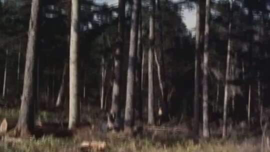 70年代 80年代 90年代 树木砍伐 砍树