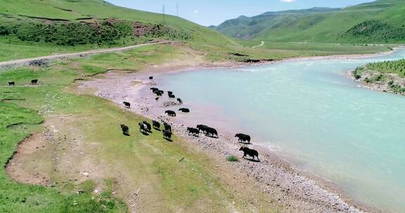 航拍高原河边草地上的牦牛群