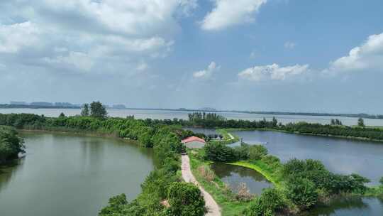 航拍绿色生态湖泊湿地风景湖北孝感美景