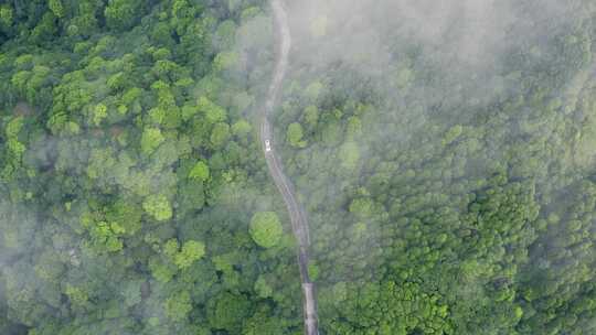 鸟瞰绿色云雾森林公路山路