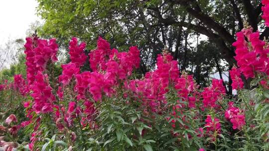 一串红的花卉