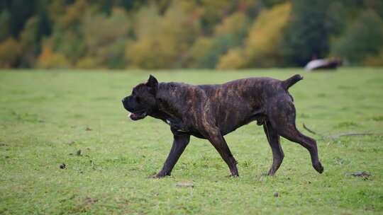 狗，Cane Corso，公园，散步