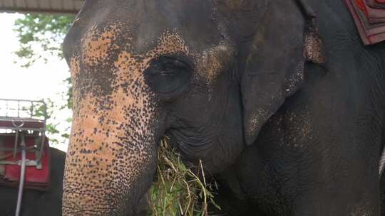 吃东西时大象的枪口特写泰国皮肤眼睛和耳朵