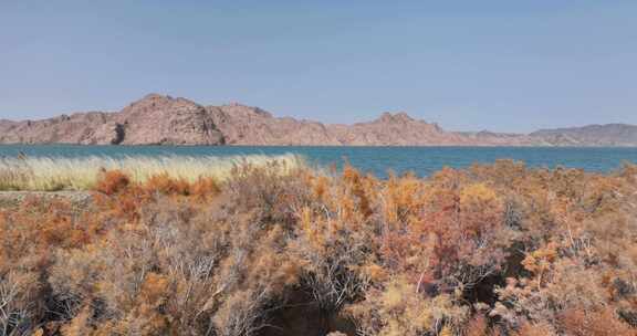 赤金峡水库胡杨林湿地