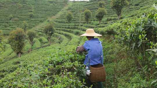 茶园里茶农在采茶叶