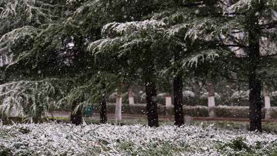 寒冷冬季公园松树雪花大雪空境升格