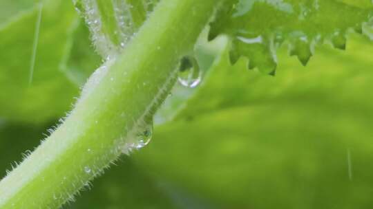 雨水下的植物根茎，水滴渗透滴落的升格特写