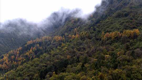 高原原始森林高山上的树林生态系统