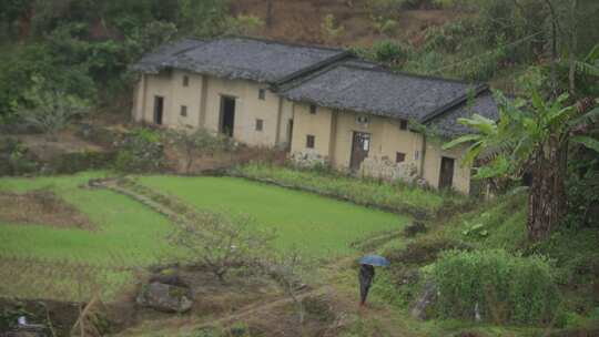 春天李花，竹林烟雨，乡村老屋