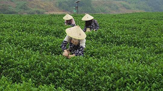 升格 美丽乡村 茶园采茶 劳动