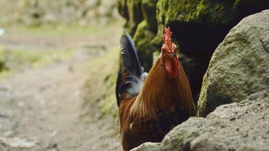 山里生态放养鸡视频素材模板下载