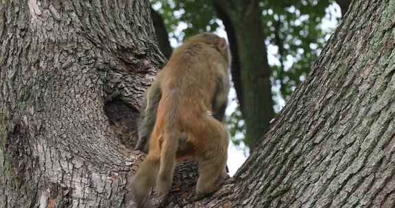 树上玩耍的可爱猴子 苏州上方山野猴