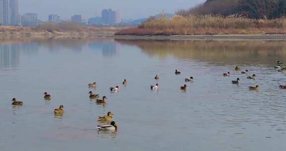 杭州余杭南湖生态环境野鸭栖息风光