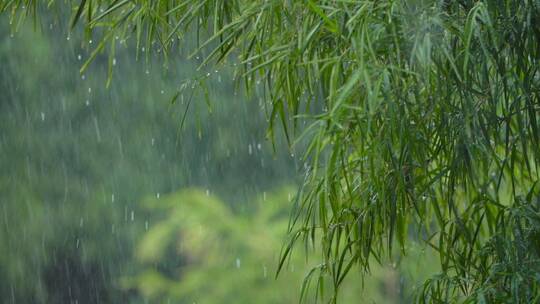 下雨天/雨中树林/树叶雨水滴落升格